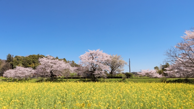 游水さくら並木