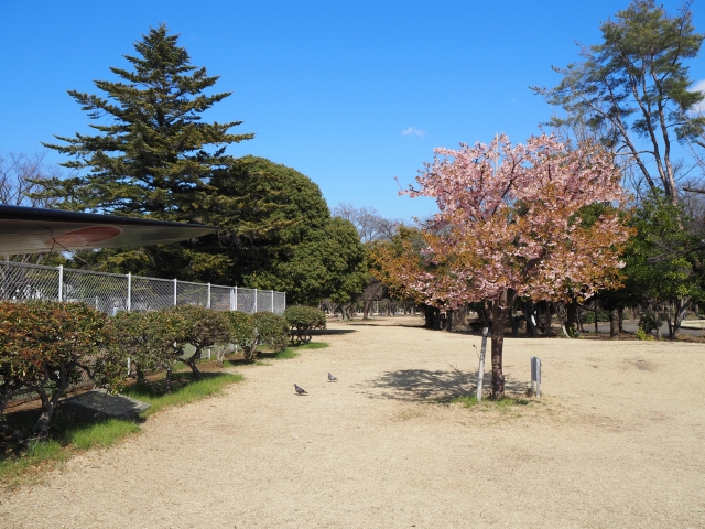 美和桜