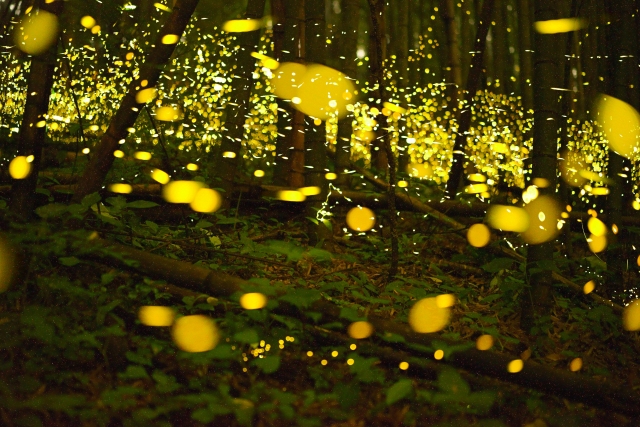 夜間特別開園