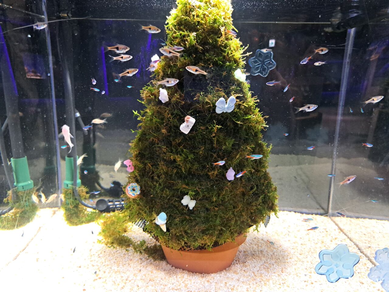 スマートアクアリウム