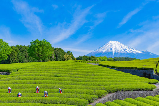 日本の素材甲子園